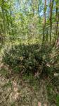 Ruscus aculeatus
