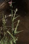 Cirsium palustre