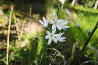 Anthericum liliago