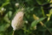Lagurus ovatus