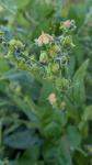 Cynoglossum officinale