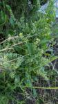 Cynoglossum officinale