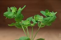 Euphorbia peplus