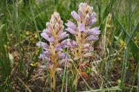 Phelipanche arenaria