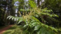 Ailanthus altissima