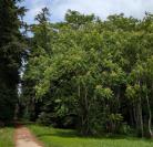 Ailanthus altissima