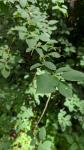 Prunus padus