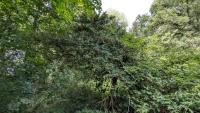 Buxus sempervirens