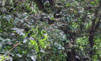 Buxus sempervirens