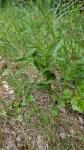 Epipactis