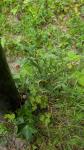 Epipactis