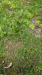 Epipactis