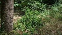 Euonymus japonicus