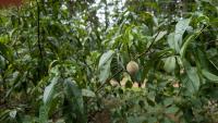 Prunus persica