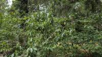 Prunus persica