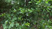 Laurus nobilis