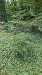Cotoneaster salicifolius