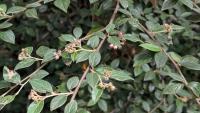 Cotoneaster franchetii