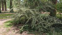 Cotoneaster franchetii