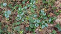 Prunus mahaleb