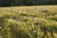 Bromus arvensis