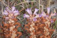 Phelipanche arenaria