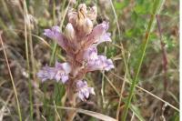 Phelipanche arenaria