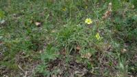 Potentilla recta