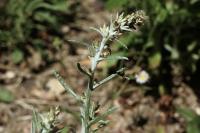 Gamochaeta antillana