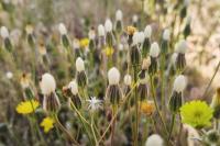 Crepis foetida subsp. rhoeadifolia