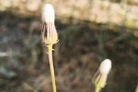 Crepis foetida subsp. rhoeadifolia