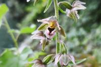 Epipactis helleborine