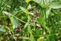 Comarum palustre