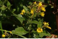 Lysimachia vulgaris