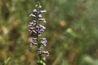 Anarrhinum bellidifolium