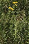 Pulicaria dysenterica