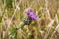 Centaurea scabiosa