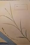 Carex divulsa