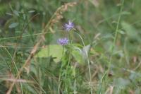 Phyteuma orbiculare