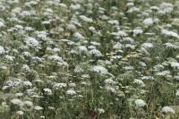 Ammi majus