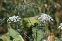 Ammi majus