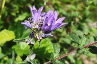 Campanula glomerata