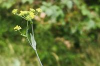 Bupleurum falcatum