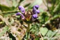 Prunella grandiflora