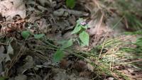 Clinopodium vulgare