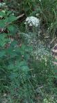 Daucus carota