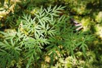 Thysselinum palustre