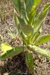 Verbascum thapsus