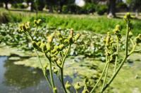 Sonchus palustris