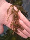 Potamogeton crispus